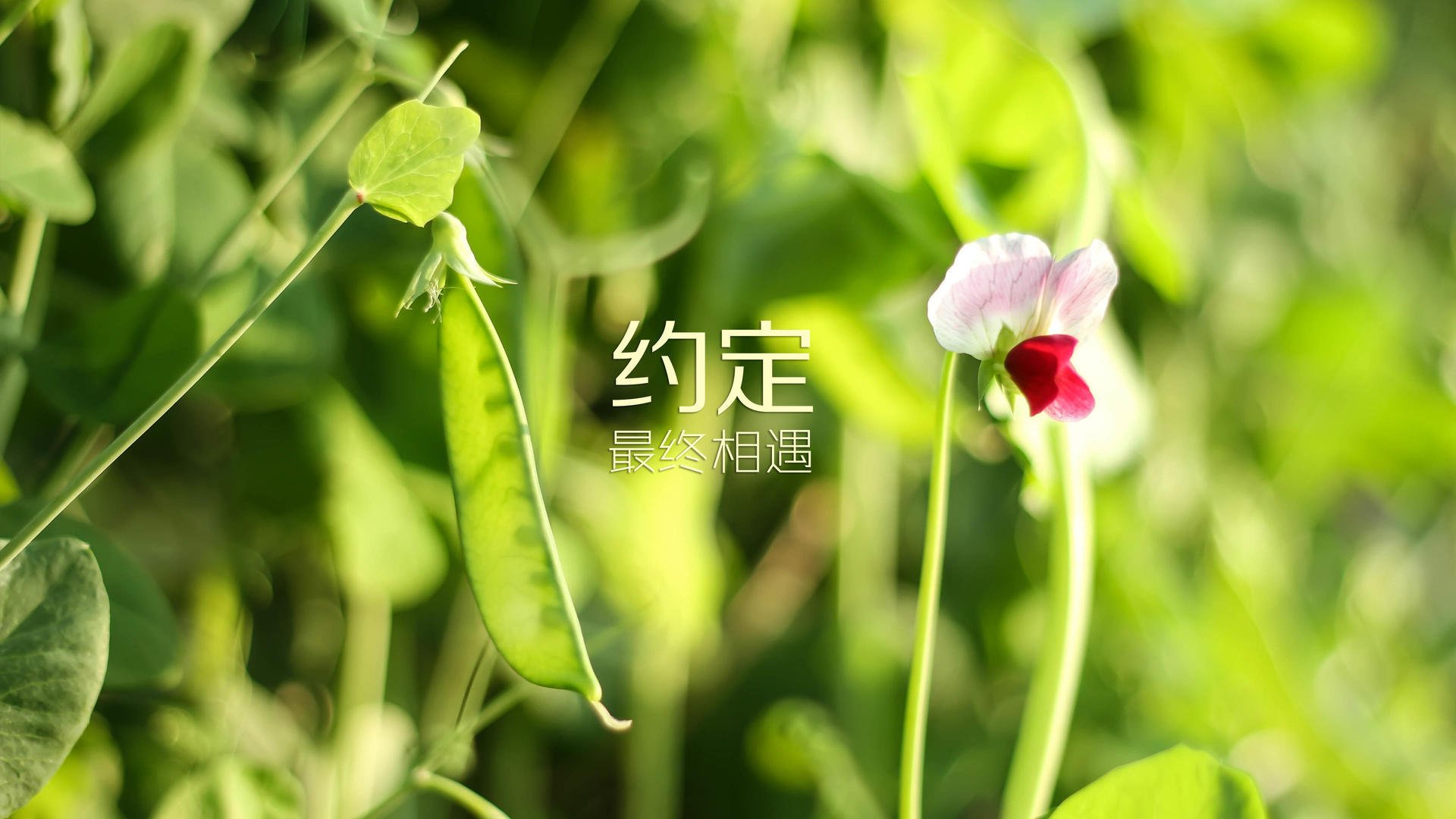 乐鱼娱乐app-日本男足团队精神感动人心，日本国家男足